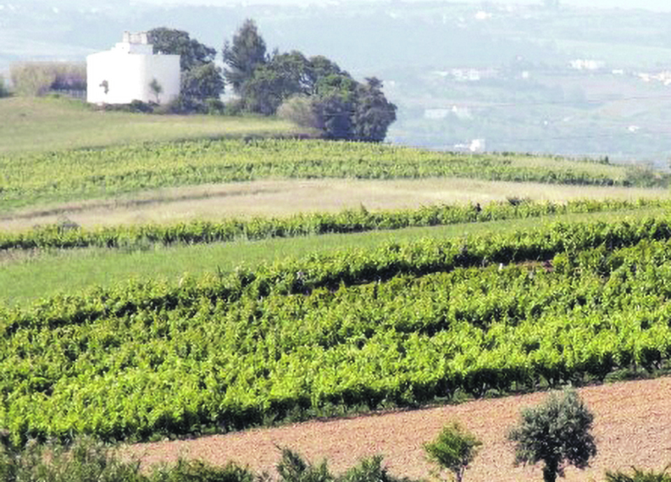 Vinhos de Lisboa batem recorde e estão de olhos postos no Brasil e Reino Unido