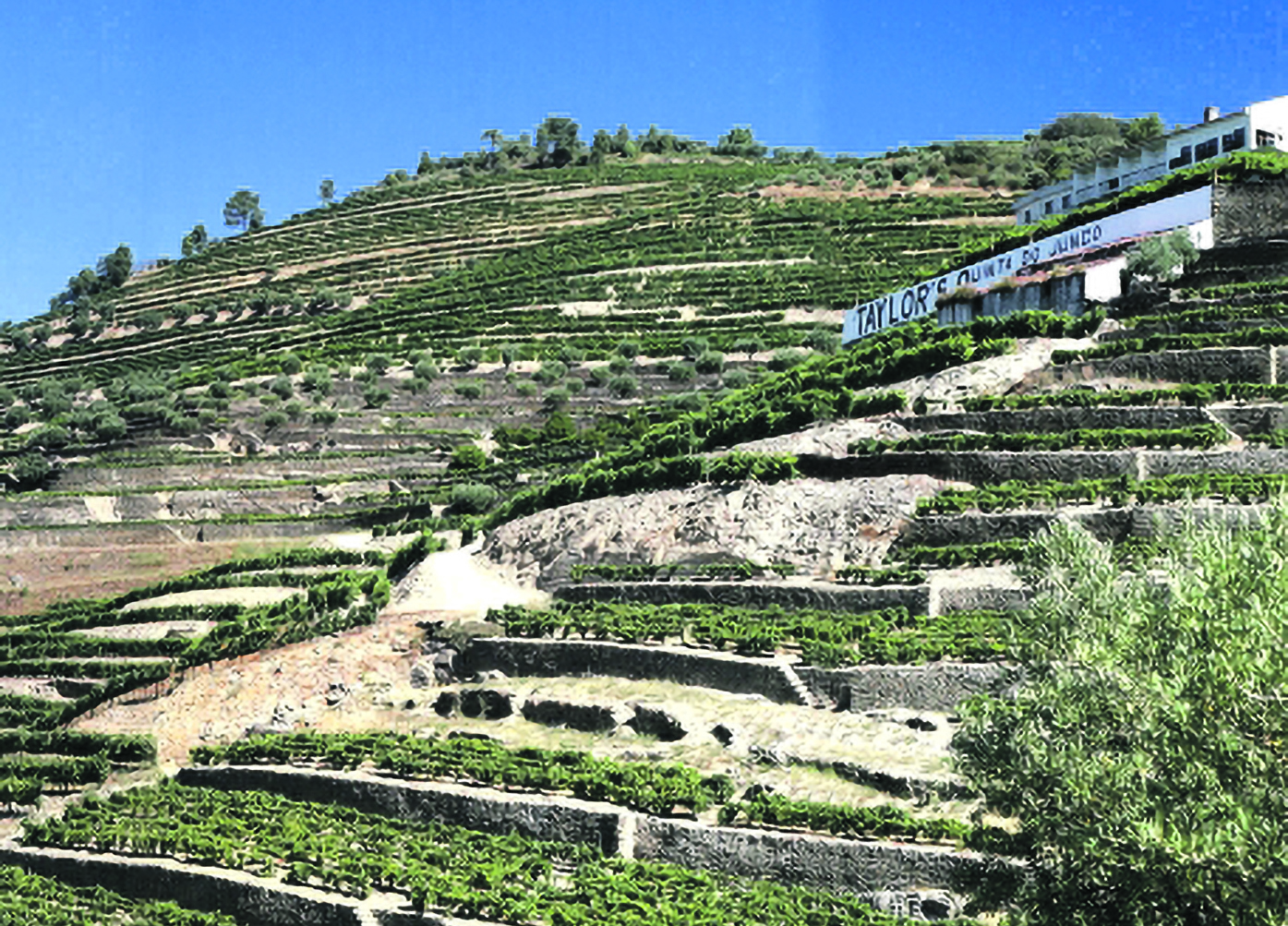 The Fladgate Partnership: como vender vinho  num contexto de inseguran&ccedil;a global