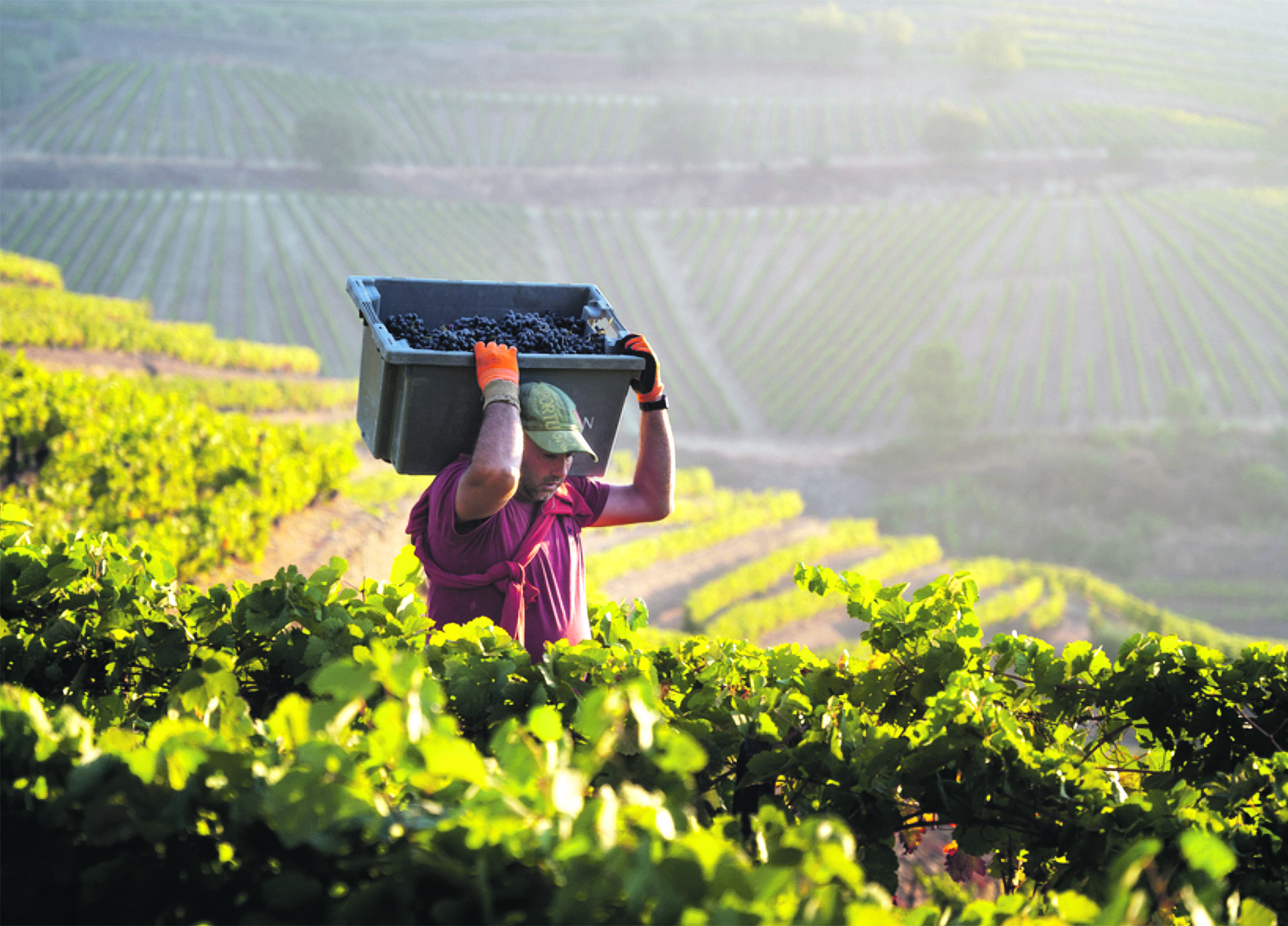 Vindima abaixo  do previsto abre novas expectativas para o setor