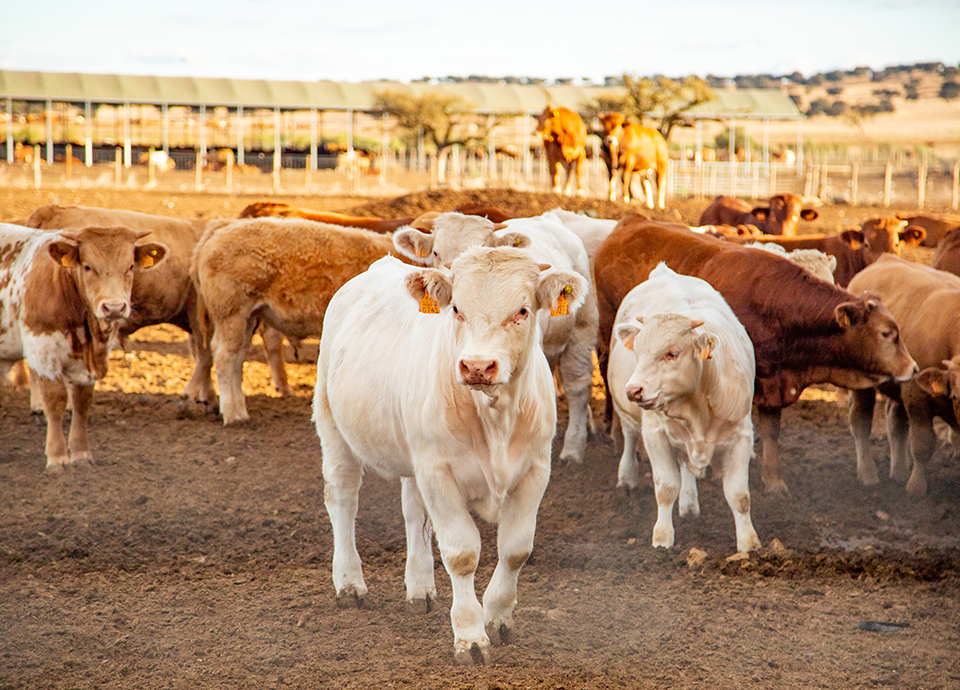 Vacas que  j&aacute; usam IA querem  a abertura de mais mercados