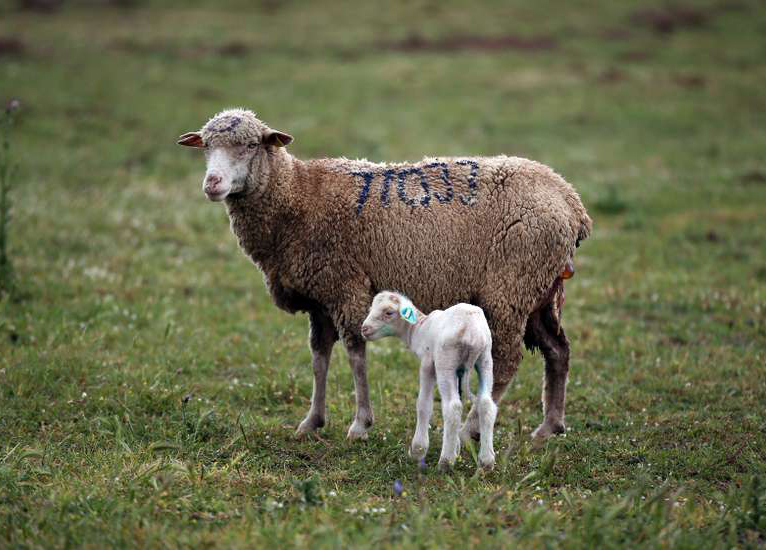 Borrego alentejano é kosher  e halal e ambiciona EUA e Japão