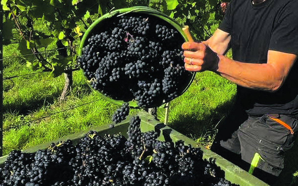 Crise no Douro : Os jardineiros de uma paisagem que n&atilde;o lhes paga