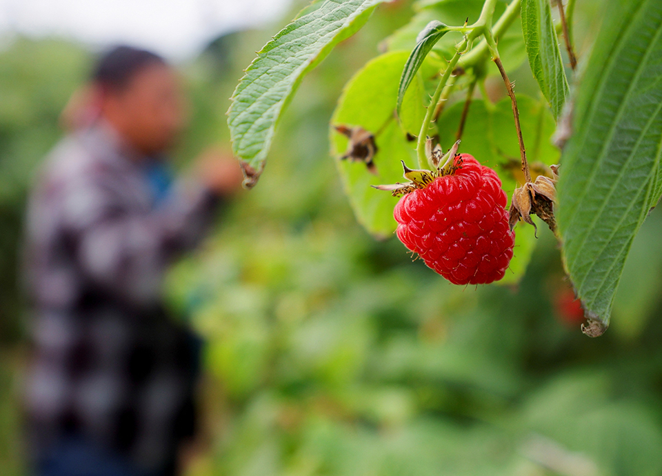 Agricultura quer  ser mais resistente  aos choques