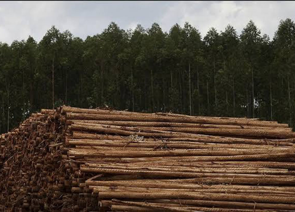 Setores nicho e floresta s&atilde;o os &uacute;nicos a fugirem aos d&eacute;fices com Espanha