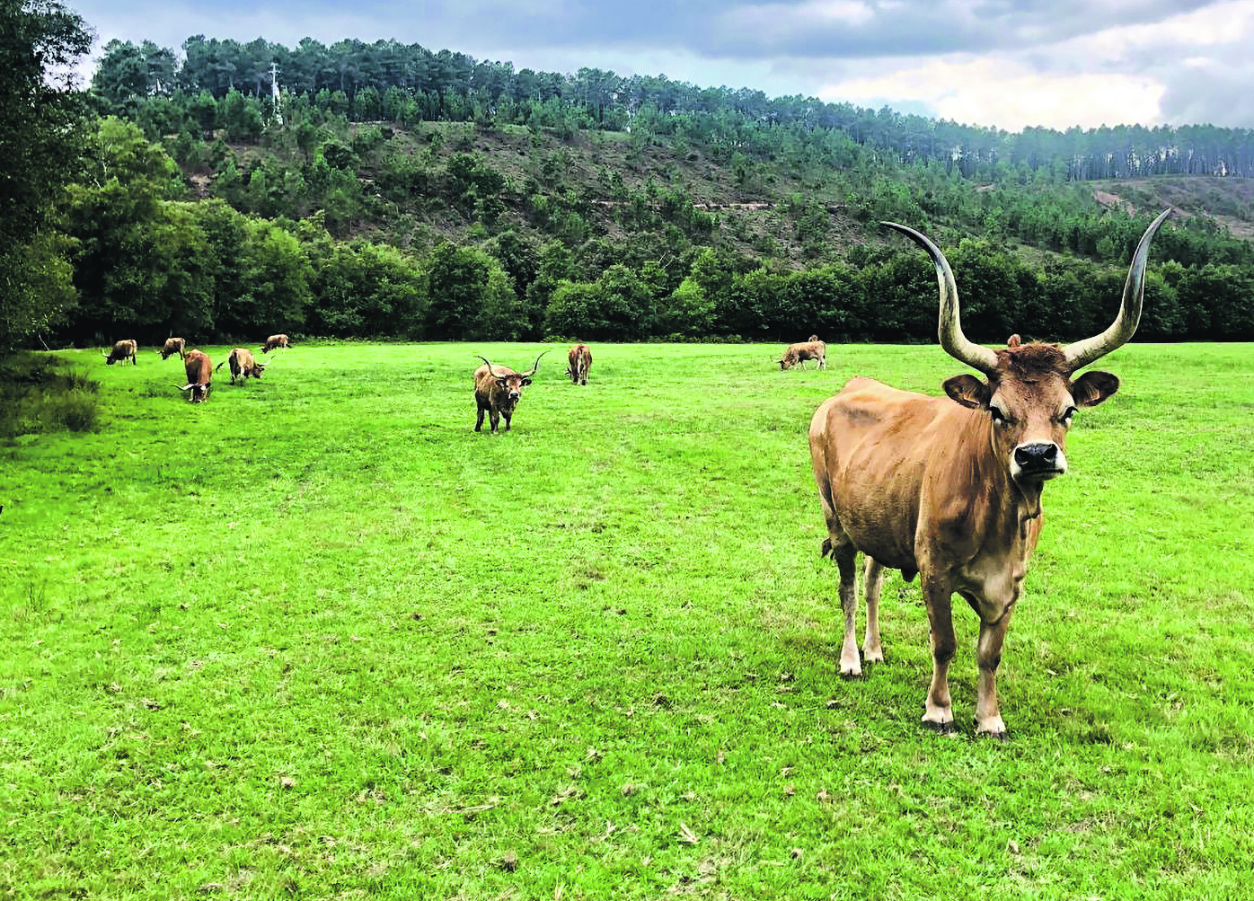 Vacas a pre&ccedil;o  de ouro