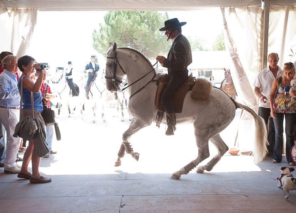&ldquo;Em 10 anos o cavalo Lusitano  ser&aacute; o melhor do mundo&rdquo;