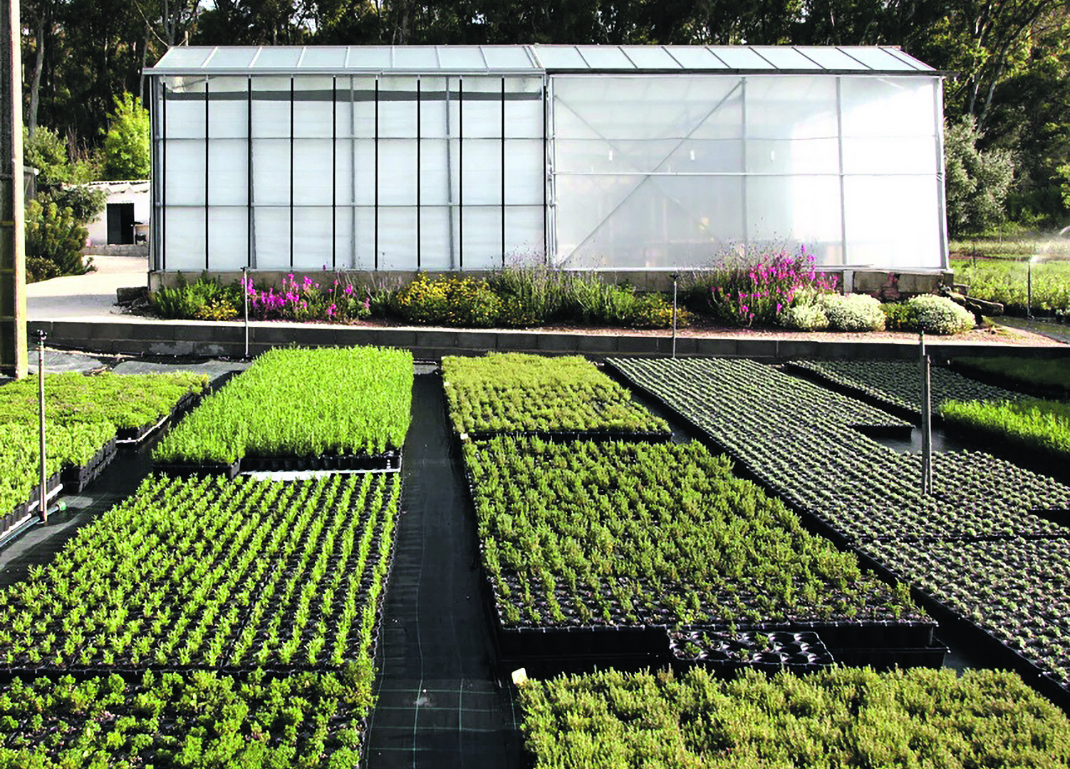 Neg&oacute;cio - Os jardins selvagens  s&atilde;o sexy