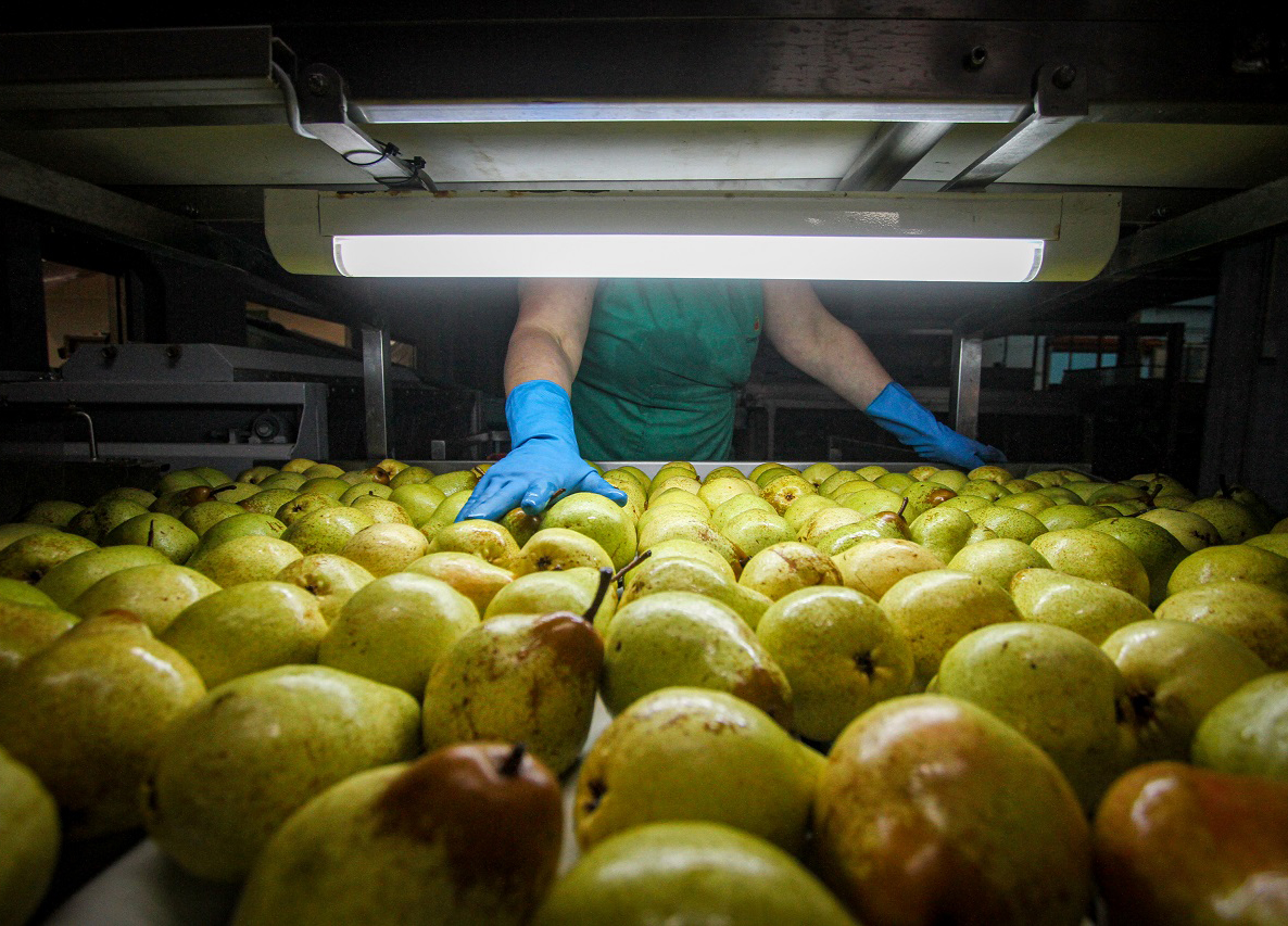 Pera Rocha  em risco? Fogo bacteriano &ldquo;queima&rdquo; produ&ccedil;&atilde;o