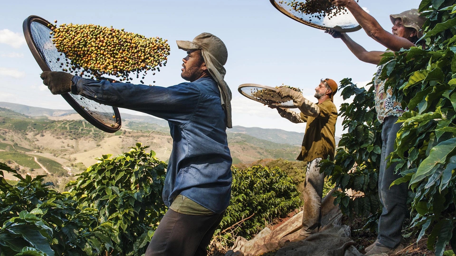 Preço do café no Brasil deverá aumentar até 40% até janeiro