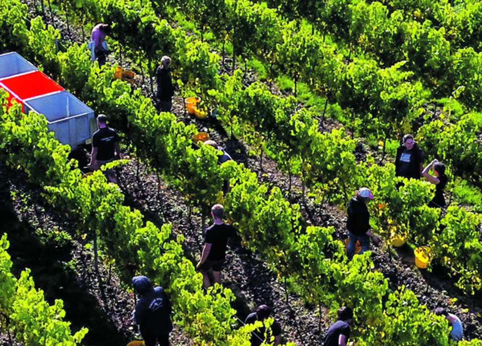 A ousadia de uma bíblia que leva  os vinhos do mundo a ‘tutti quanti’