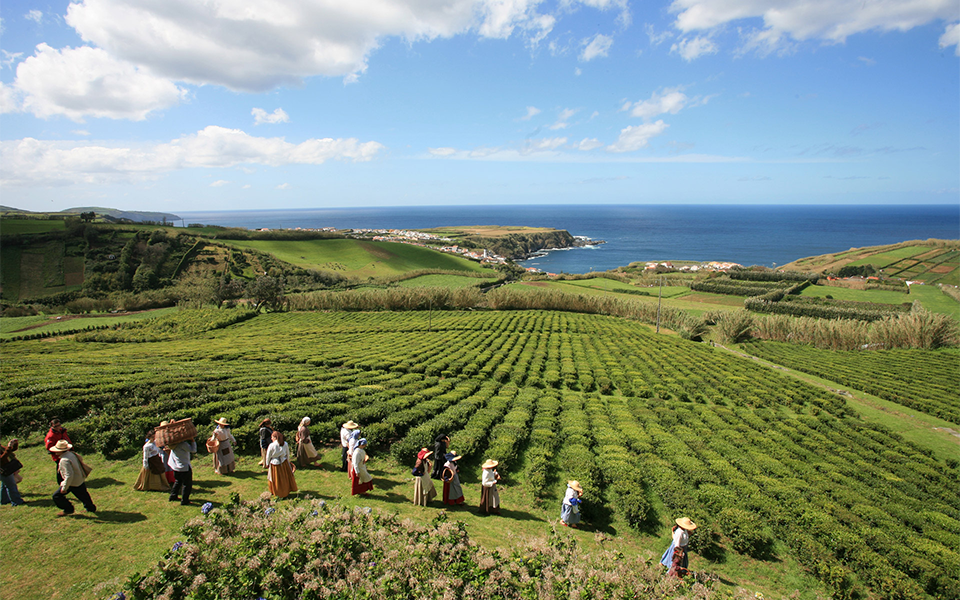 Católica e Universidade dos Açores em parceria estratégica lançam curso em Gestão Sustentável