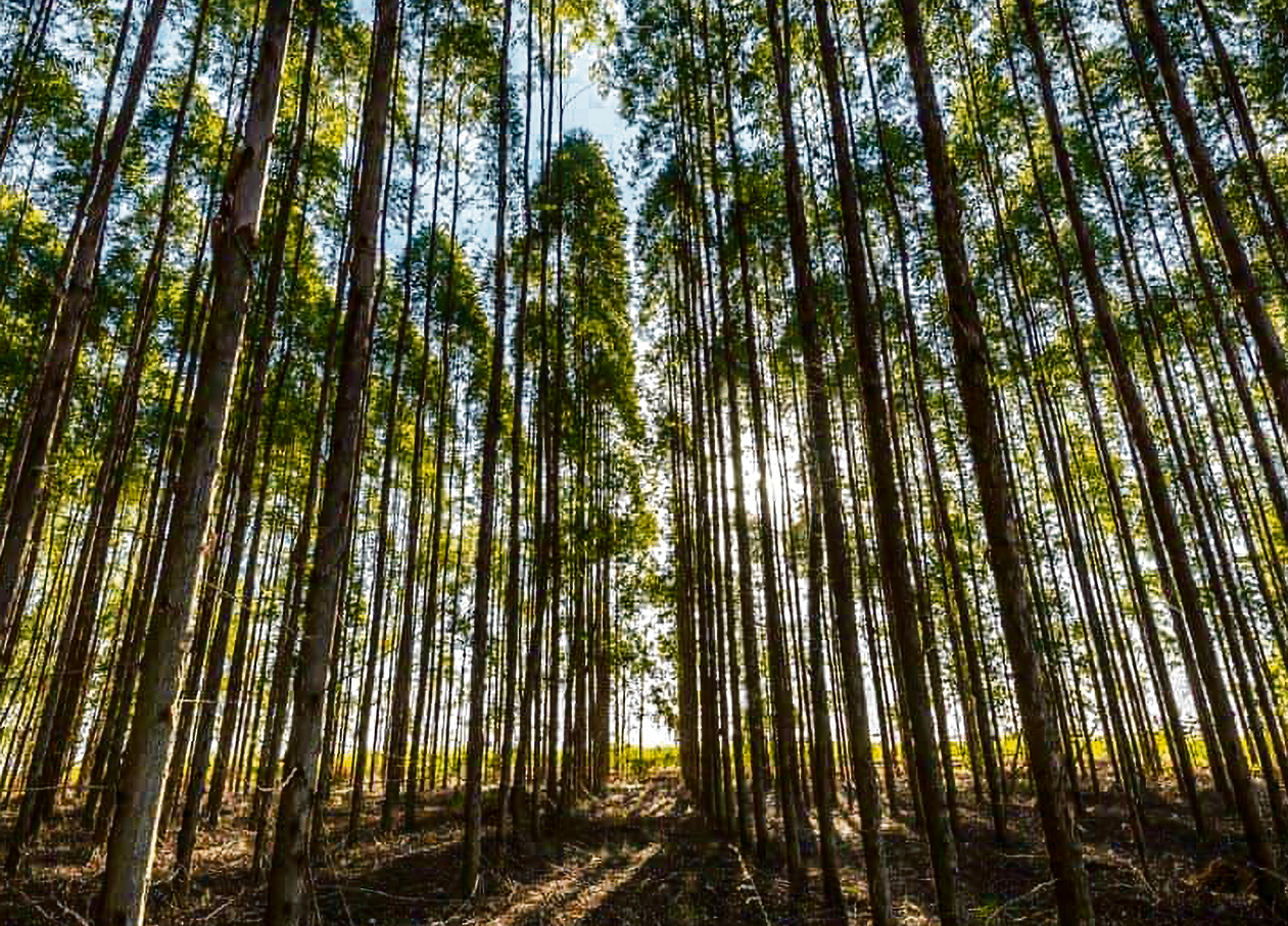 Madeira aquece dois ter&ccedil;os das casas em Portugal
