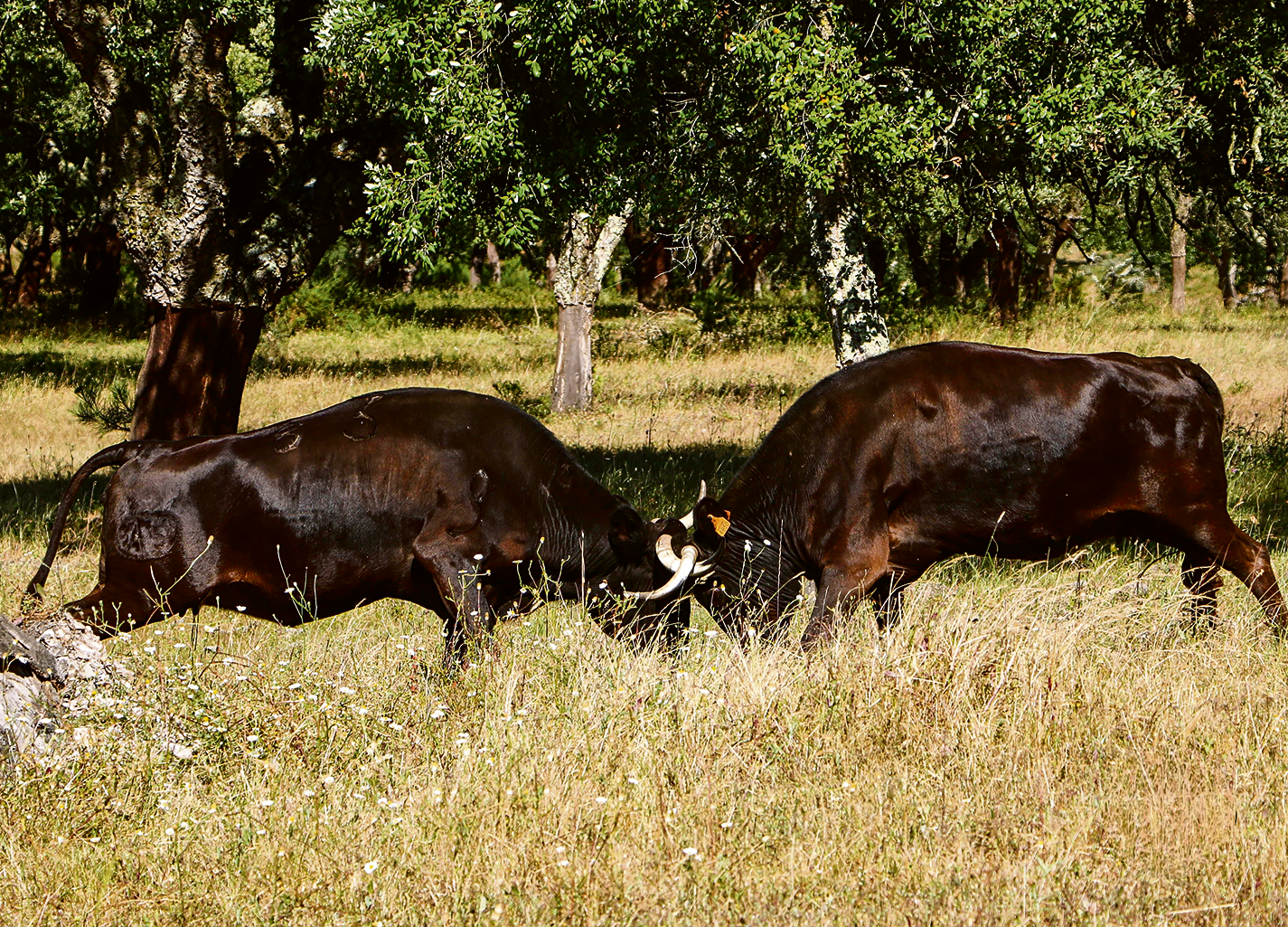 Quanto vale a bravura de um touro?