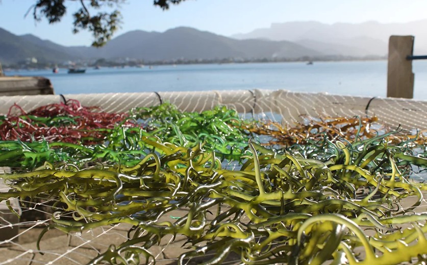 Sem apoio p&uacute;blico, Portugal arrisca perder corrida europeia das algas