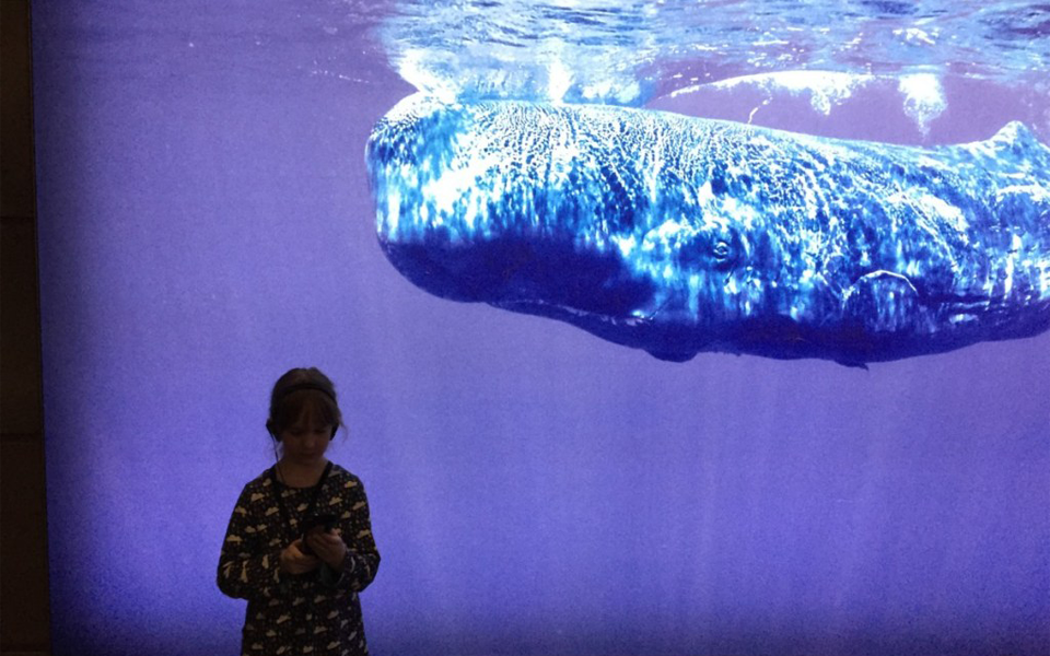 Hora do Conto agora também no Museu  da baleia