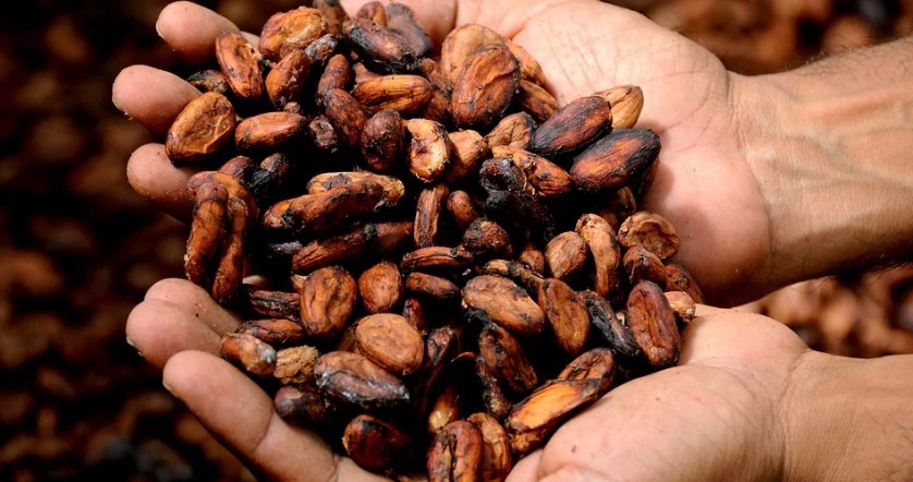 Cacau: Pre&ccedil;o deve continuar vol&aacute;til mas com tend&ecirc;ncia de descida em 2026