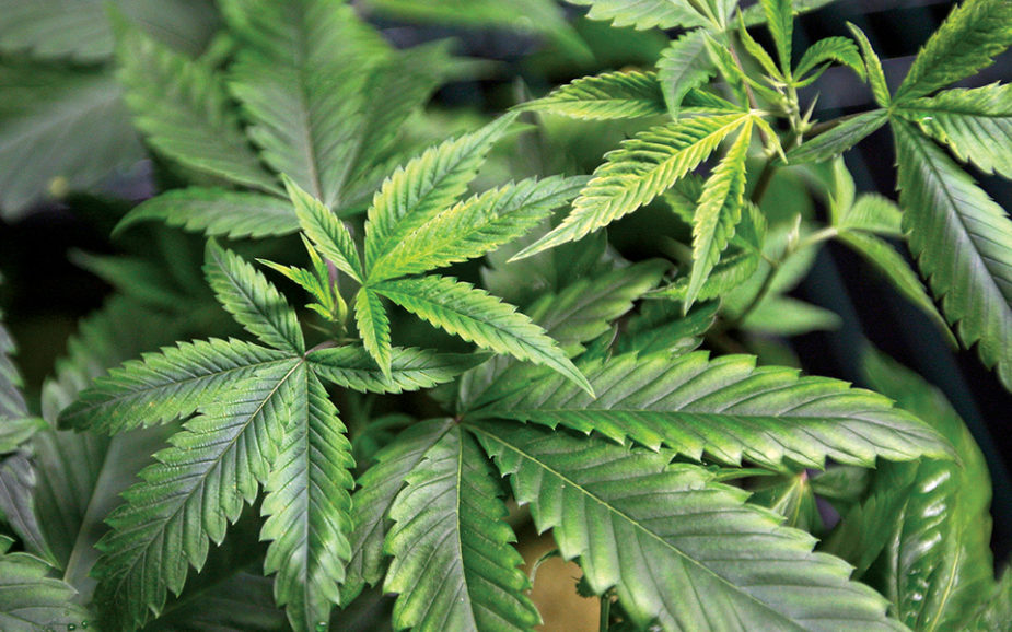 Madeira é uma das regiões  com menor consumo de cannabis a nível nacional