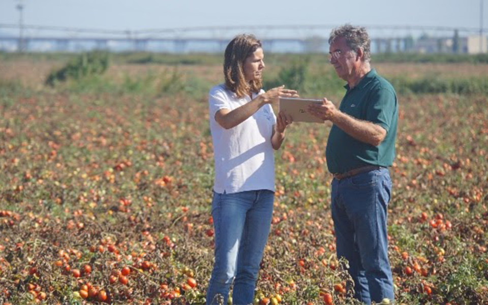 Japonesas NEC e Kagome criam empresa em Portugal para aumentar produção de tomate