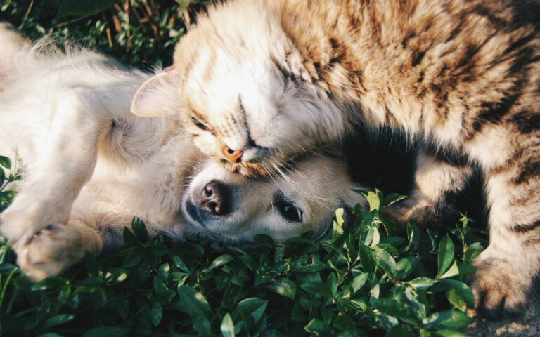 Da alimenta&ccedil;&atilde;o aos seguros: animais de companhia est&atilde;o a transformar o consumo em Portugal