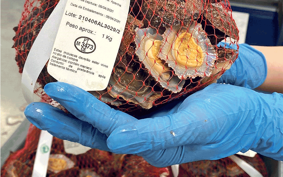 Madeira aperta o cerco à pesca da lapa
