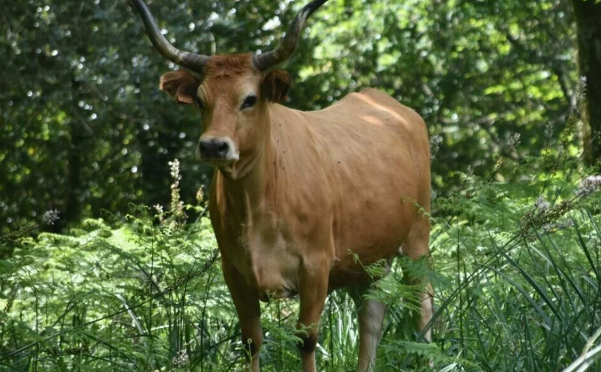 36 produtos portugueses entre 344 europeus protegidos no Mercosul.  Carne Barros&atilde; e mel Barroso, ambos DOP ficaram de fora