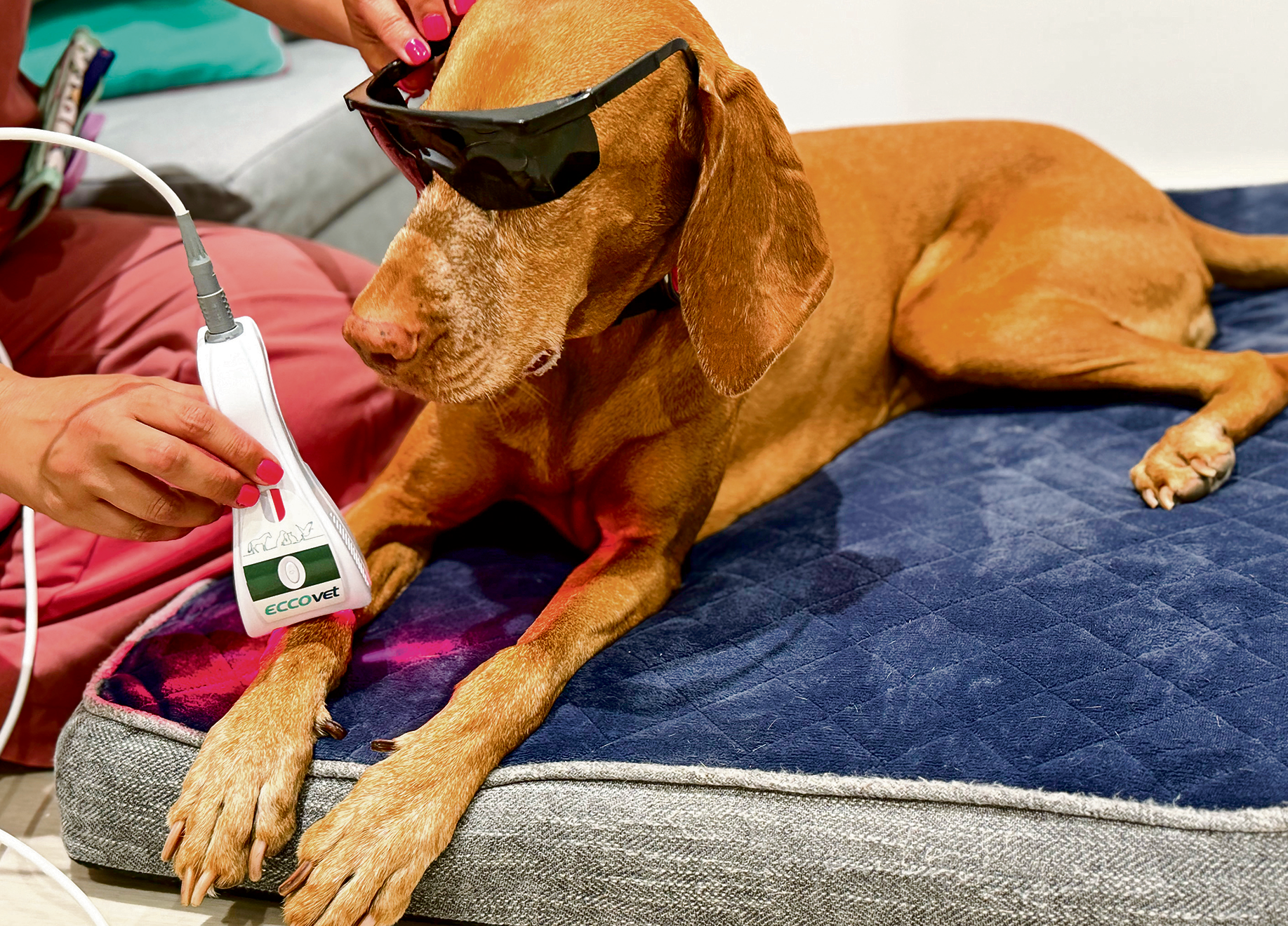 A revolu&ccedil;&atilde;o do mercado pet em Portugal