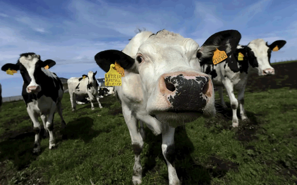 Produtores de leite contestam medidas “insuficientes”