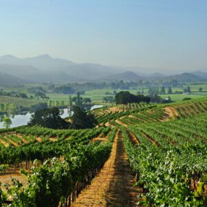 Fileira nacional apoia novas regras do setor do vinho